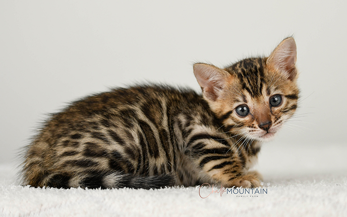 Bengal kitten for sale